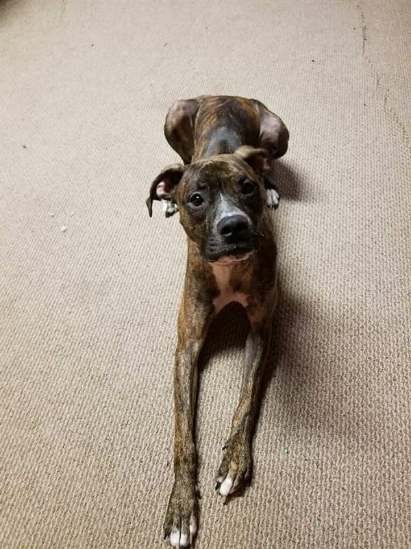 Adopt Lilly a Boxer / Pit Bull Terrier / Mixed dog in Madison, NJ (20702497)