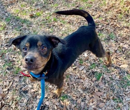 Adopt Billy 18 pounds Looks like Mini Rottie! a Black - with Tan