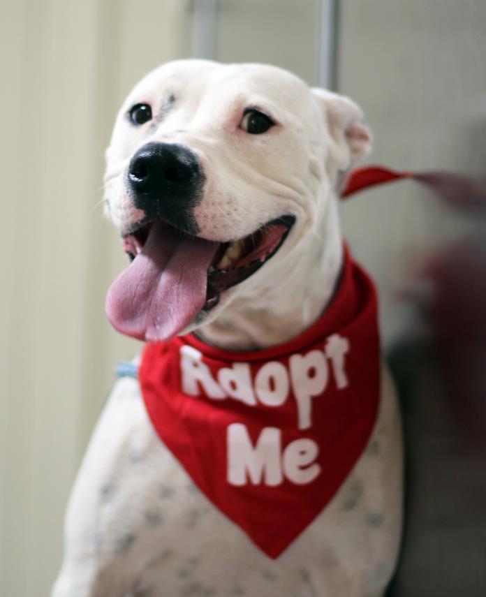 Adopt Erma Bombay a Mixed Breed, Pit Bull Terrier