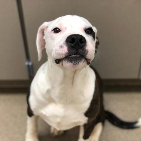 Adopt Chance a White - with Tan, Yellow or Fawn Pit Bull Terrier dog in Chatham