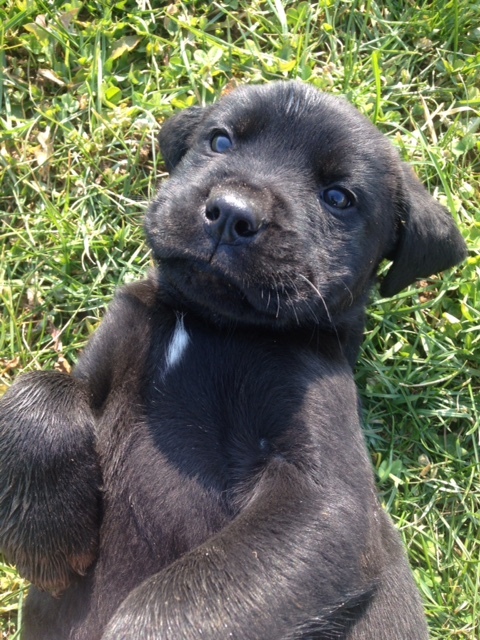 Labrottie PUPPY FOR SALE ADN-111150 - ADORABLE 8 WEEK OLD PUPPIES