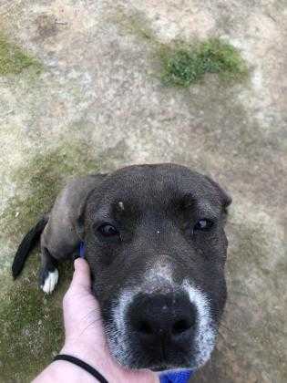 Adopt Bebe a Brown/Chocolate Labrador Retriever / Mixed dog in Fresno
