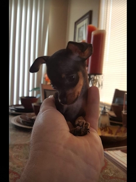 Miniature Pinscher PUPPY FOR SALE ADN-111186 - Min Pins Smallest of Breed Black