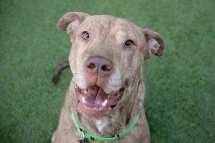 Adopt Woody a Brown/Chocolate American Pit Bull Terrier / Mixed dog in Bellevue