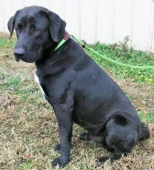 Adopt **ARTY** MEET FEB 10TH! a Black Labrador Retriever / Mixed dog in