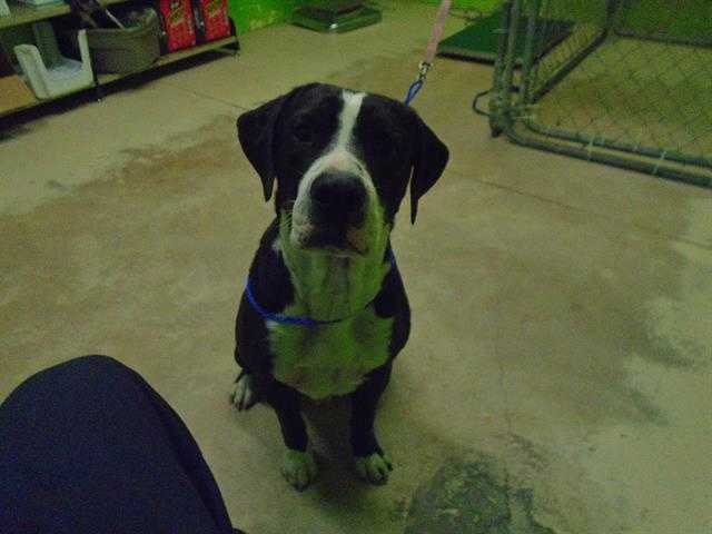 Adopt CARTER a Black - with White Labrador Retriever / Mixed dog in Green Cove