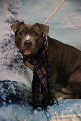 Adopt Drax a Gray/Blue/Silver/Salt & Pepper American Pit Bull Terrier / Mixed