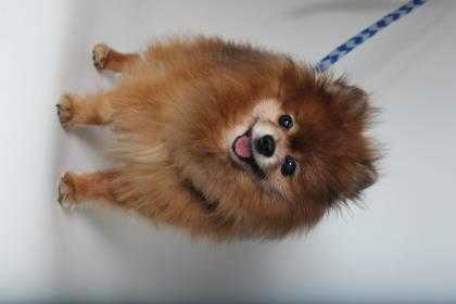 Adopt Precious a Red/Golden/Orange/Chestnut Pomeranian / Mixed dog in