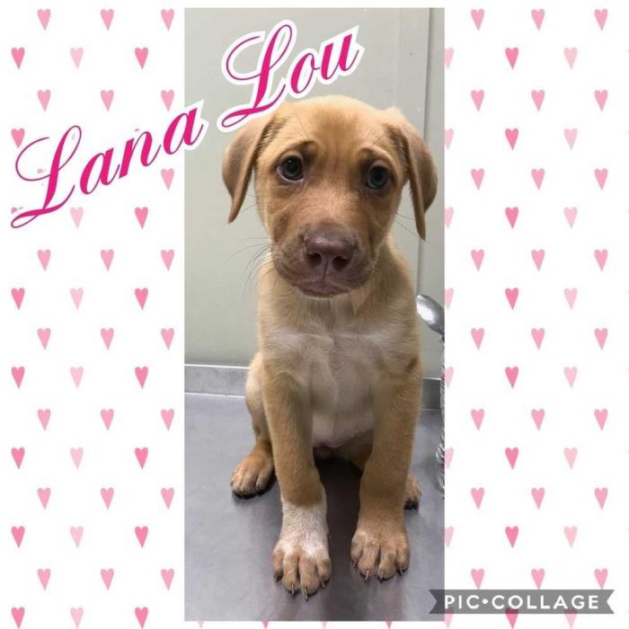 Adopt Lana Lou a Labrador Retriever dog in Dickson, TN (24182963)