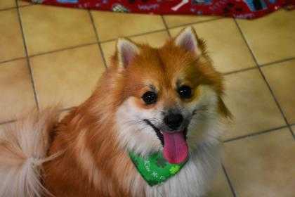 Adopt Zippy a Red/Golden/Orange/Chestnut Pomeranian / Mixed dog in New Castle