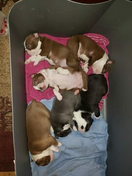Boston Terrier PUPPY FOR SALE ADN-111136 - Boston Terrier Puppies AKC in Texas