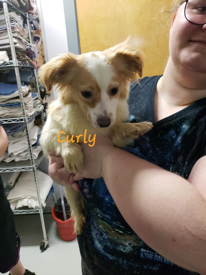 Adopt Curly a Corgi, Parson Russell Terrier