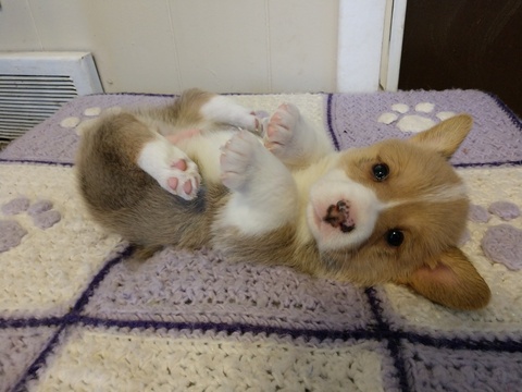 Pembroke Welsh Corgi PUPPY FOR SALE ADN-111098 - Corgi puppy