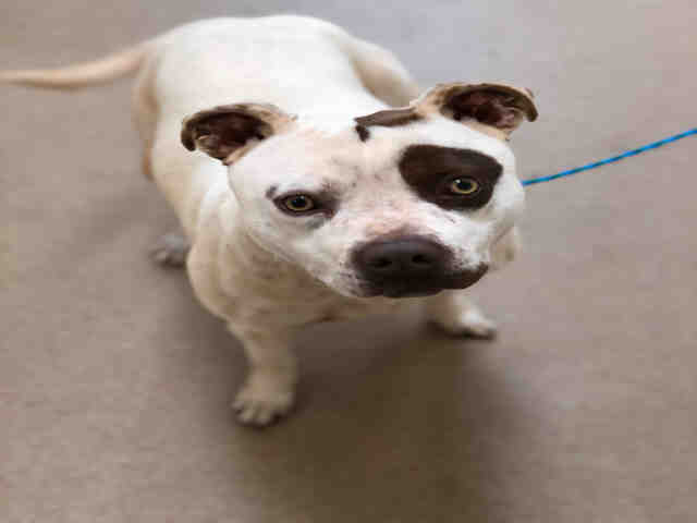 Adopt TINY a White - with Brown or Chocolate American Staffordshire Terrier /