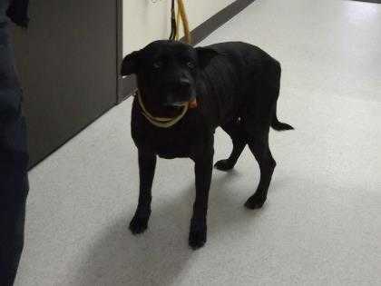 Adopt Sharpie a Black Labrador Retriever / Mixed dog in Cleveland, GA (24256823)