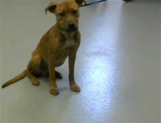 Adopt a Tan/Yellow/Fawn American Pit Bull Terrier / Mixed dog in Fayetteville