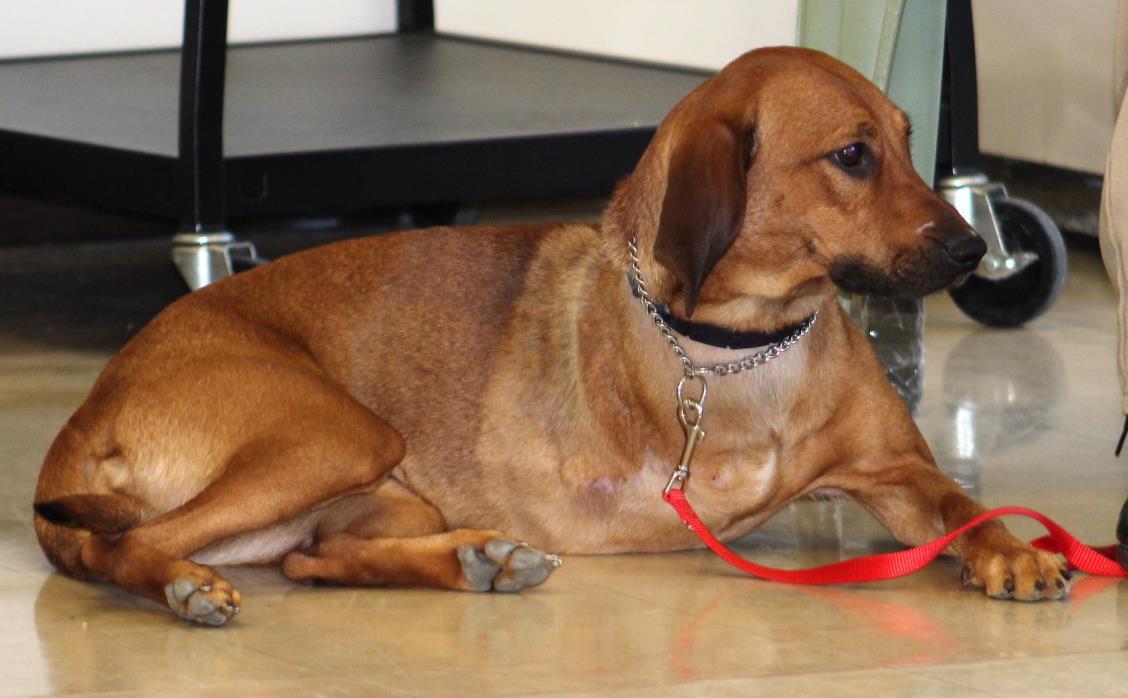 Adopt MAPLE - TRIPOD - PBB Trained a Red/Golden/Orange/Chestnut Hound (Unknown