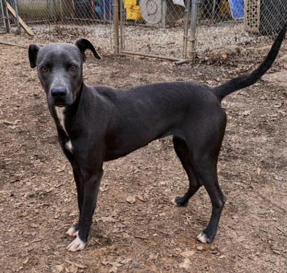 Adopt Sasha a Weimaraner, Labrador Retriever