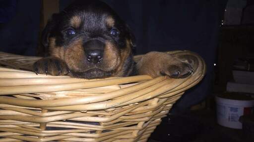 Rottweiler PUPPY FOR SALE ADN-111124 - AKC Championimport bloodline Rottweiler