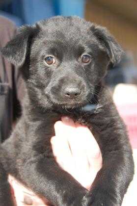 Adopt Terrence a Black Rottweiler / Mixed dog in Taos, NM (20547813)