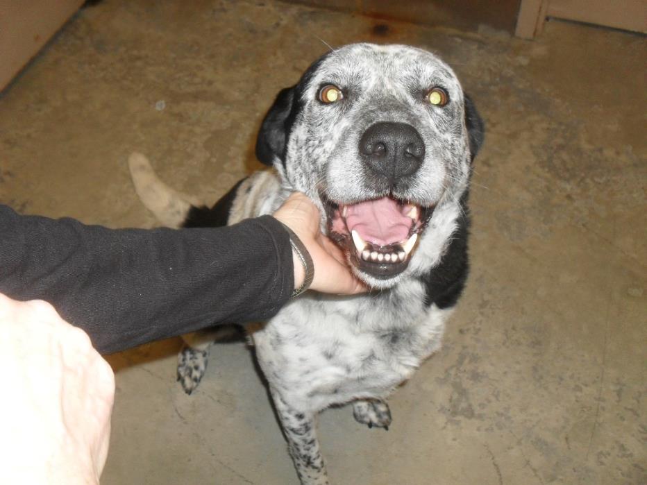 Adopt ASHES a Black - with White Australian Shepherd / Border Collie / Mixed dog
