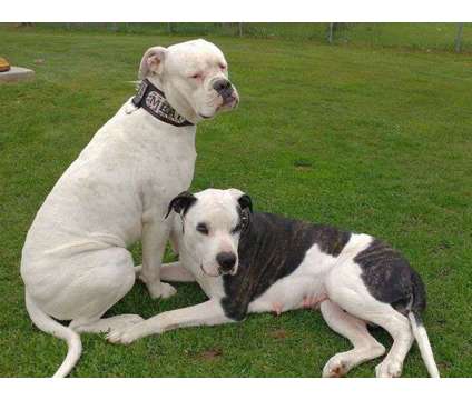 American Bulldog