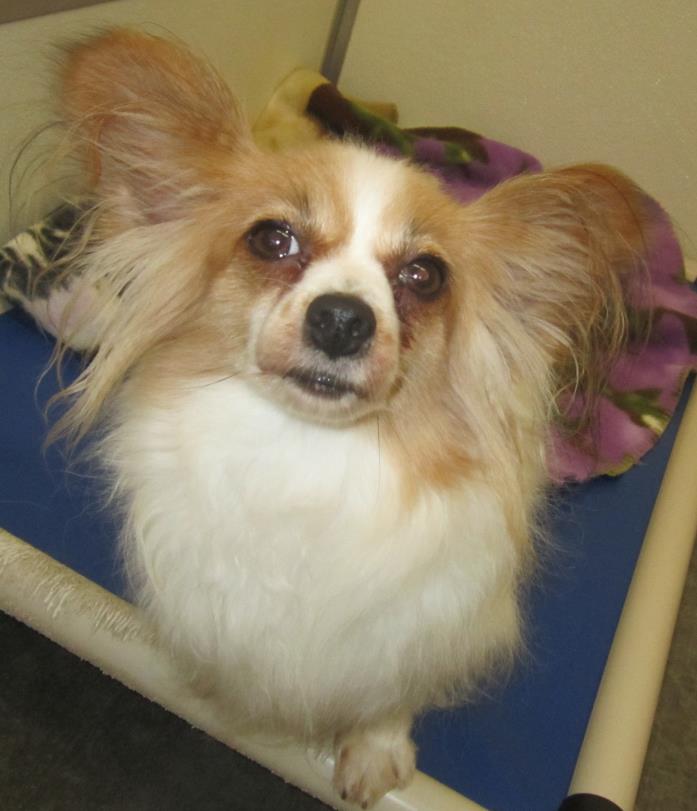 Adopt Rosie a Tan/Yellow/Fawn - with White Papillon / Mixed dog in Holton