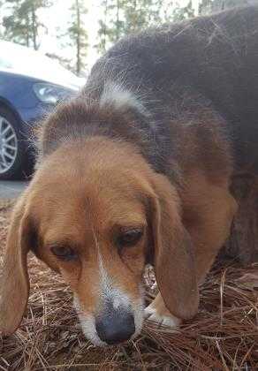 Adopt Otis a Brown/Chocolate Beagle / Mixed dog in Reidsville, NC (20547976)