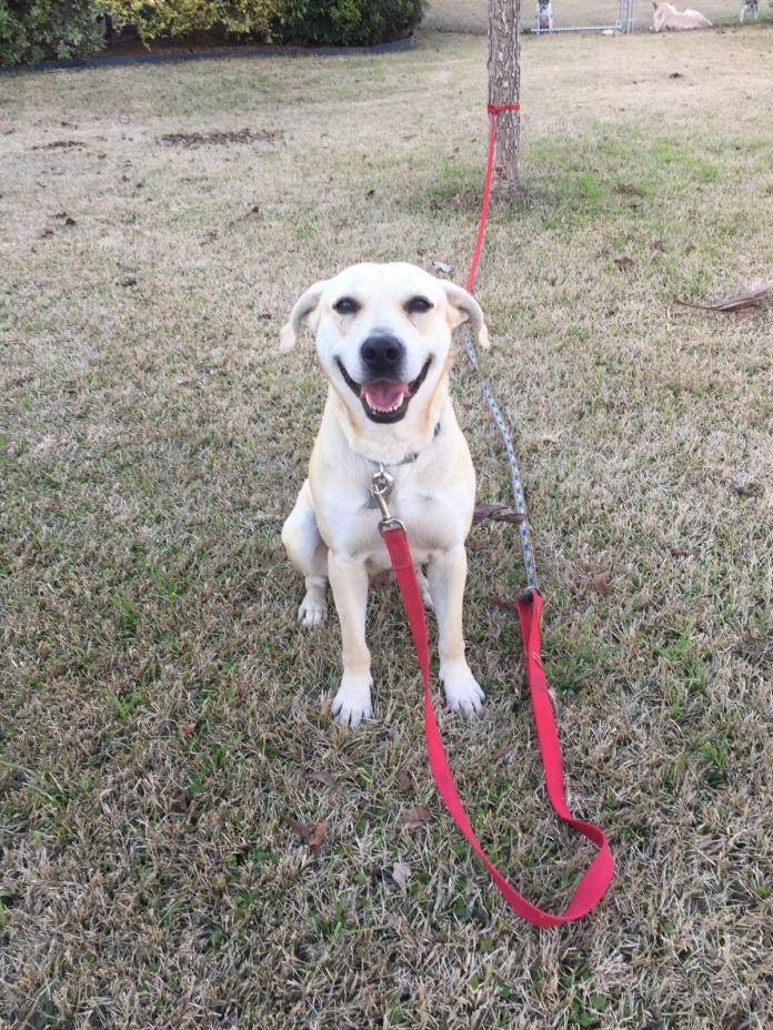 Adopt Peanut a White Labrador Retriever / Mixed dog in Seguin, TX (20522699)