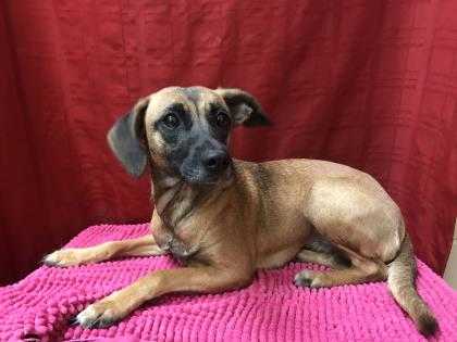 Adopt Carly a Tan/Yellow/Fawn Shepherd (Unknown Type) / Mixed dog in Reidsville