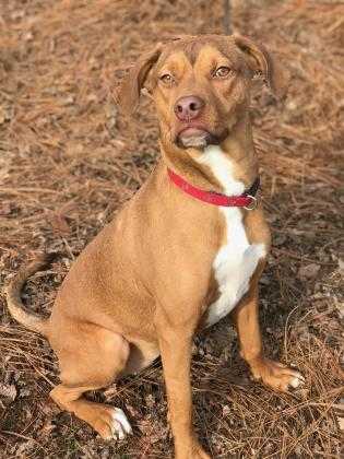 Adopt Abby a Tan/Yellow/Fawn Labrador Retriever / Mixed dog in Reidsville
