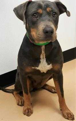Adopt Venus a Black American Pit Bull Terrier / Mixed dog in Phoenix