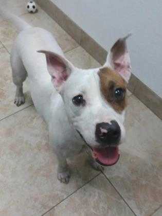Adopt Dottie a White Terrier (Unknown Type, Small) / Mixed dog in Galveston