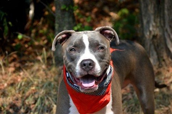 Adopt Blue a Mixed Breed (Large) / Mixed dog in Staten Island, NY (20548235)