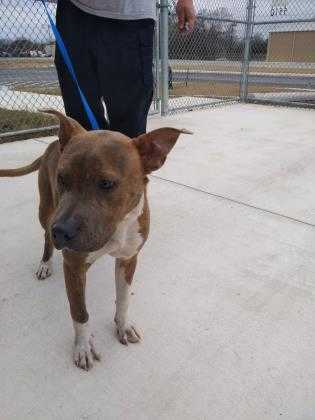 Adopt Archer a Brindle American Pit Bull Terrier / Mixed dog in Kirby