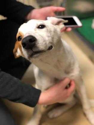 Adopt Penelope a White Basenji / Mixed dog in Huntsville, TX (24151028)