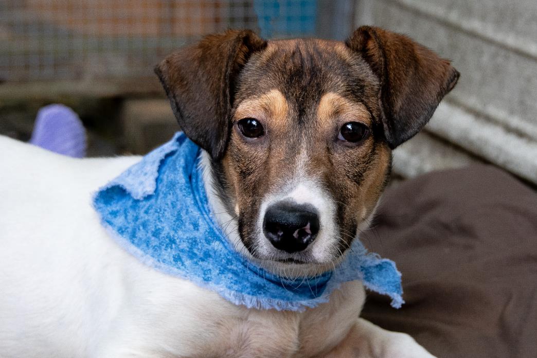 Jack Russell Terrier Mix DOG FOR ADOPTION RGADN-1070528 - 182208 Tater - Jack