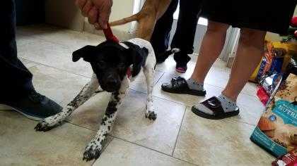 Adopt Allen a White Bluetick Coonhound / Mixed dog in Galveston, TX (20529213)