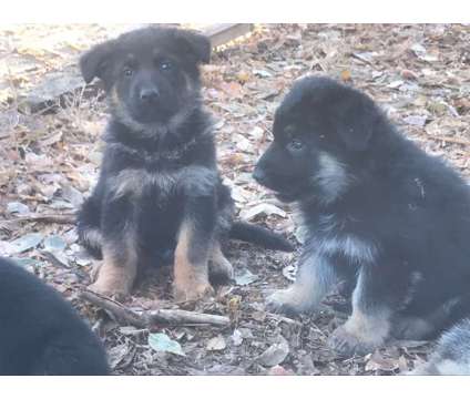 AKC German Shepherd Puppies