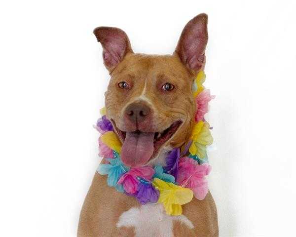 Adopt ARIE a Red/Golden/Orange/Chestnut - with White Pit Bull Terrier / Mixed