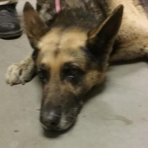 Adopt HSOY-Stray-hs12 a Black German Shepherd Dog dog in Yuma, AZ (24152481)
