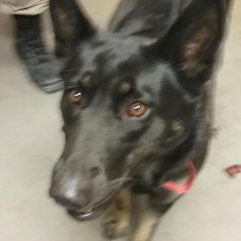 Adopt HSOY-Stray-hs5 a Black Shepherd (Unknown Type) dog in Yuma, AZ (24152484)