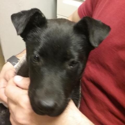 Adopt HSOY-Stray-hs6 a Black Mixed Breed (Medium) dog in Yuma, AZ (24152485)
