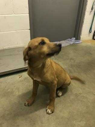 Adopt 37597364 a Brown/Chocolate Shepherd (Unknown Type) / Mixed dog in Cullman