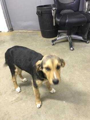 Adopt 37597223 a Brown/Chocolate Shepherd (Unknown Type) / Mixed dog in Cullman