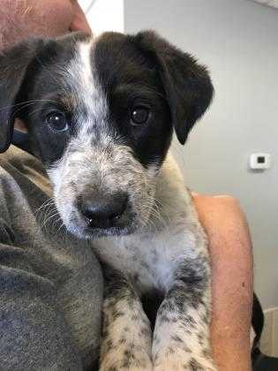 Adopt Olim a Black Australian Cattle Dog / Mixed dog in Kirby, TX (20528134)