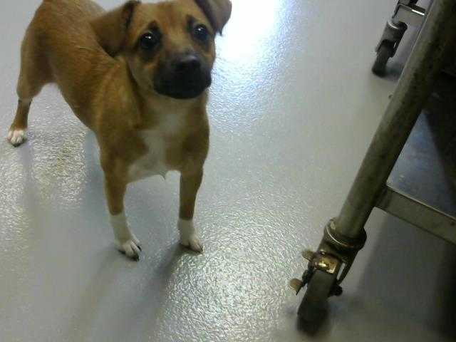 Adopt a Brown/Chocolate - with White Feist / Mixed dog in Fayetteville