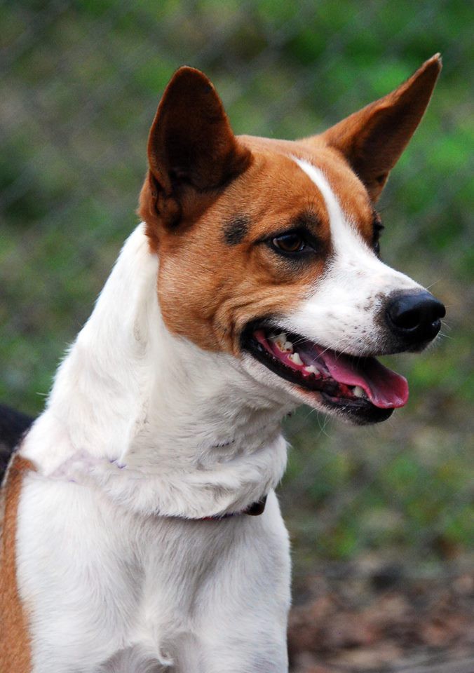 Adopt Bella a Tricolor (Tan/Brown & Black & White) Basenji / Hound (Unknown