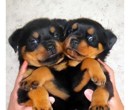 Lesome Rottweiler Puppies For Sale