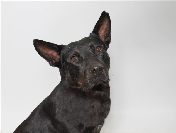 Adopt Bomber a German Shepherd Dog / Mixed dog in San Luis Obispo, CA (24623651)